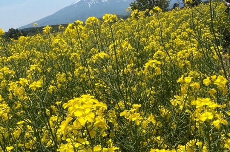 菜の花